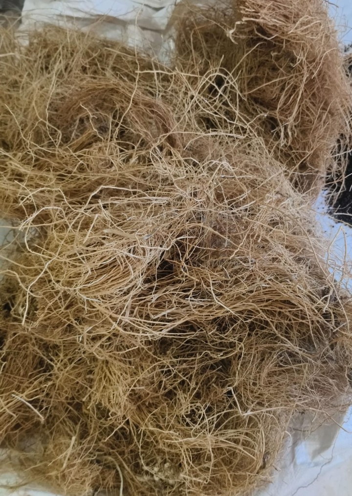 Premium Vettiver (Khus) Roots - Cooling Grade